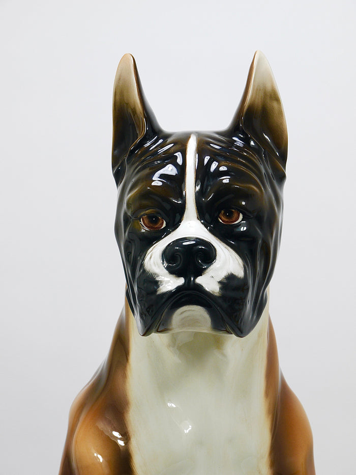 Boxer Dog Life-Size Majolica Statue Sculpture, Glazed Ceramic, Italy, 1970s